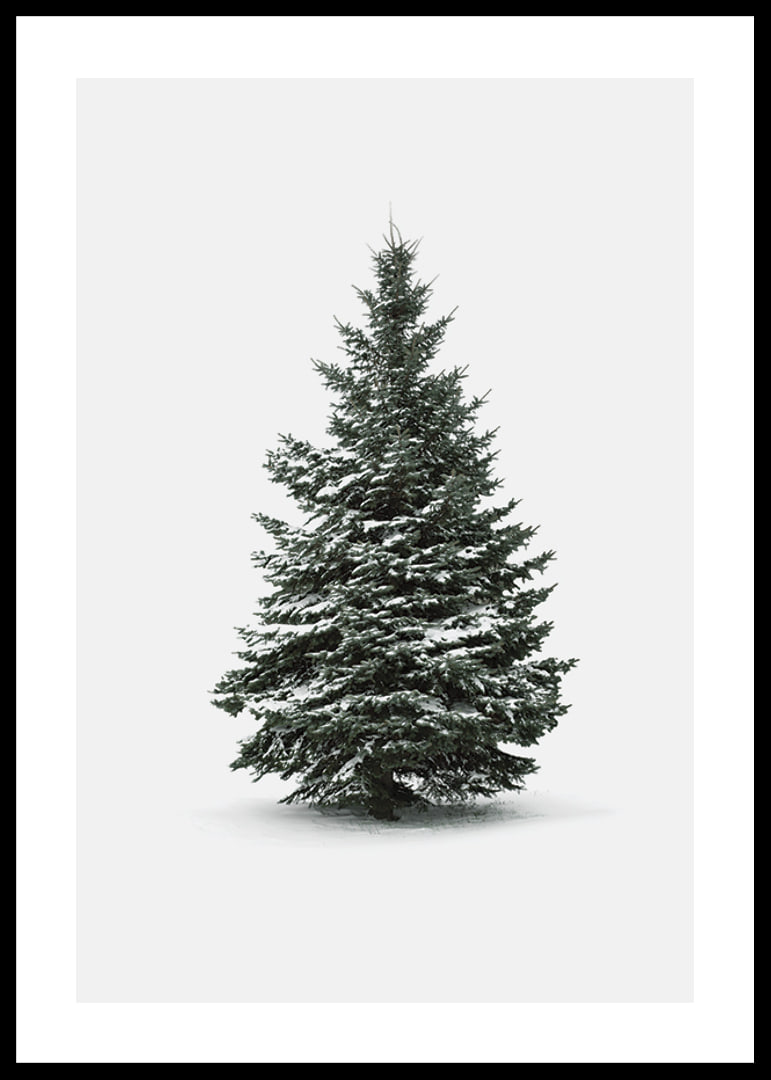 Photograph of snow-covered fir tree against light gray background-12