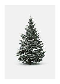 Photograph of snow-covered fir tree against light gray background-1