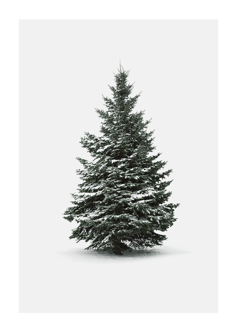 Photograph of snow-covered fir tree against light gray background-12