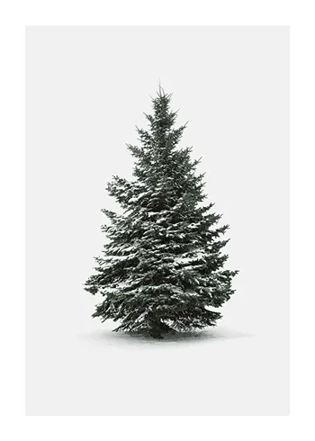 Poster Winter Botany No4