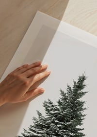 Photograph of snow-covered fir tree against light gray background-9