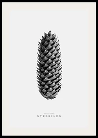 Black and white photo of pine cone against light gray background-2