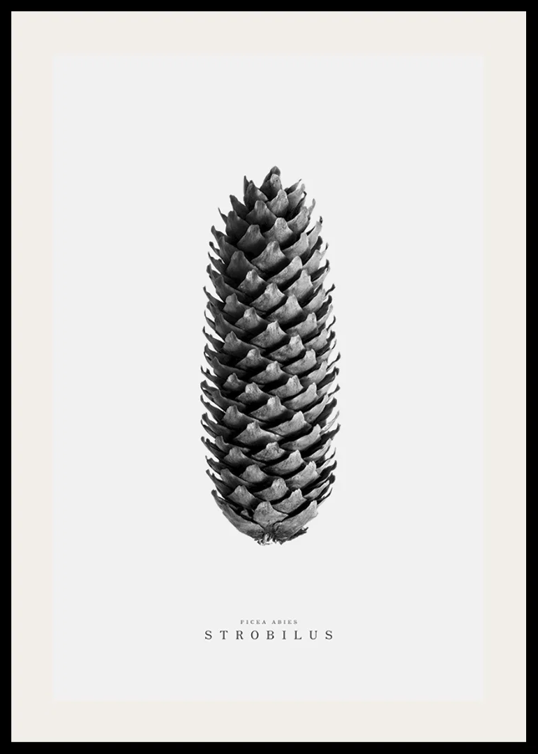 Black and white photo of pine cone against light gray background-12