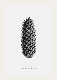 Black and white photo of pine cone against light gray background-3