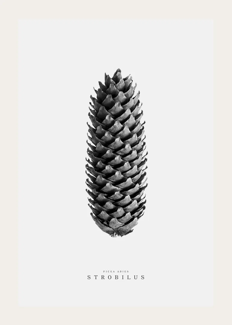 Black and white photo of pine cone against light gray background-12
