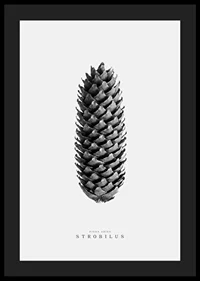 Black and white photo of pine cone against light gray background-4