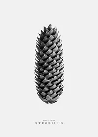 Black and white photo of pine cone against light gray background-7