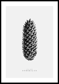 Black and white photo of pine cone against light gray background-0