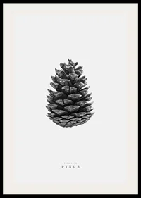Close-up of pine cone in black and white against light background-2