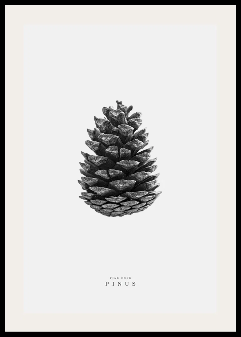 Close-up of pine cone in black and white against light background-12
