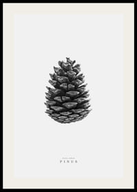 Prim-plan al unui con de pin în alb și negru pe un fundal luminos-2