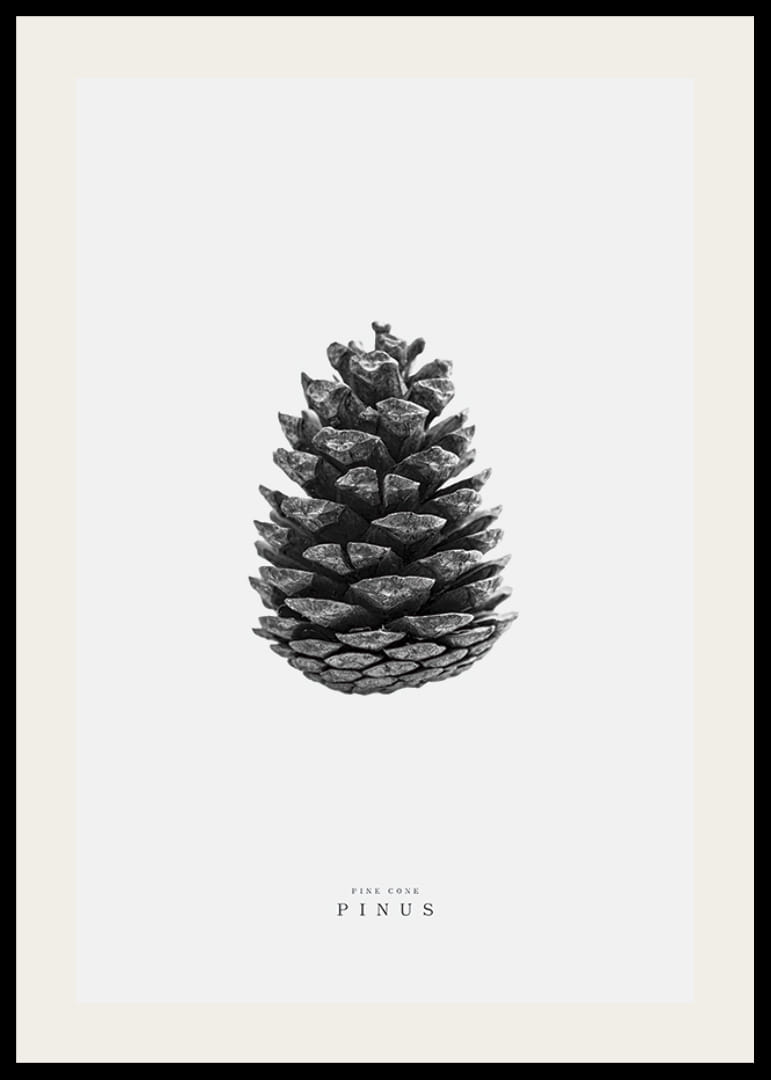 Prim-plan al unui con de pin în alb și negru pe un fundal luminos-12