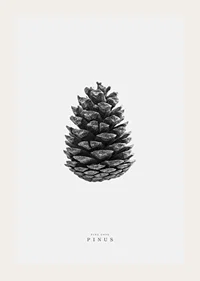 Close-up of pine cone in black and white against light background-3