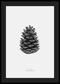 Close-up of pine cone in black and white against light background-4