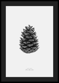 Prim-plan al unui con de pin în alb și negru pe un fundal luminos-4