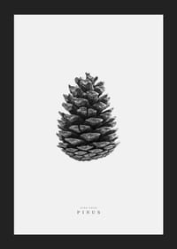 Prim-plan al unui con de pin în alb și negru pe un fundal luminos-5