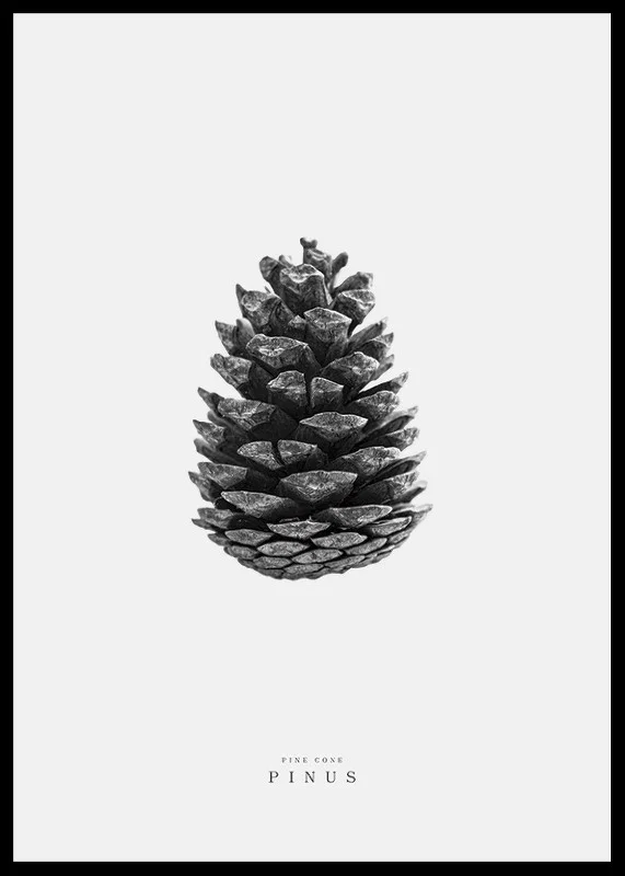 Close-up of pine cone in black and white against light background-12