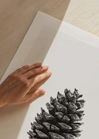 Close-up of pine cone in black and white against light background-9