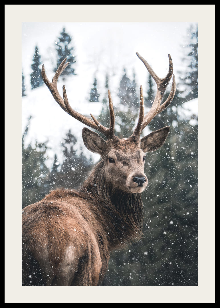 Cerb fotografic cu coarne mari într-un peisaj de iarnă înzăpezit-12