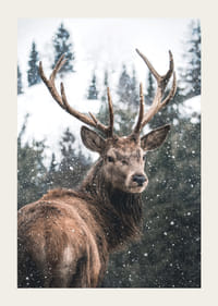 Cerb fotografic cu coarne mari într-un peisaj de iarnă înzăpezit-3