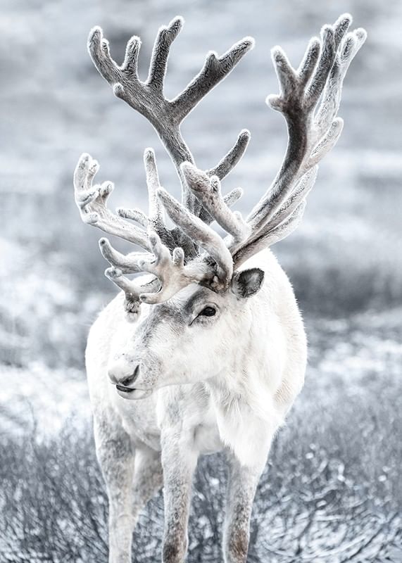 Reindeer-12