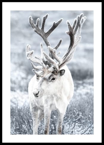 Poster Reindeer