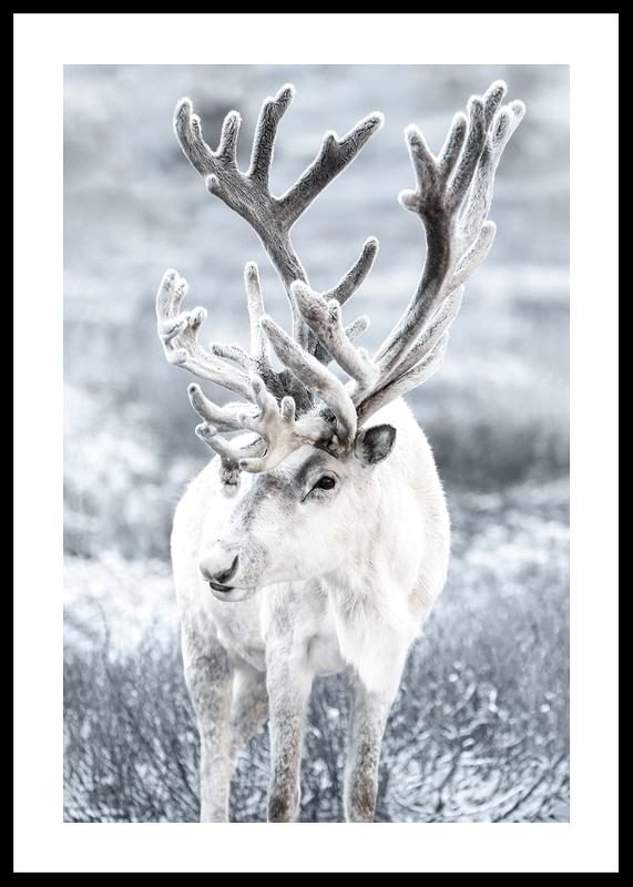Reindeer-12