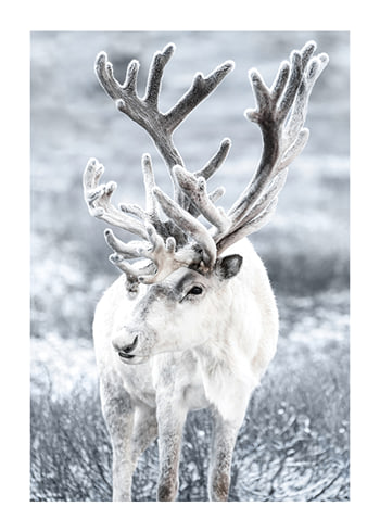 Poster Reindeer
