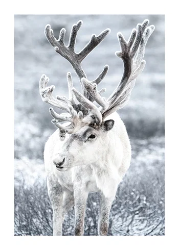 Poster Reindeer
