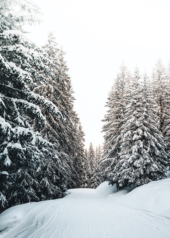 Fotografiskt vinterlandskap med snötäckt väg och granar-12