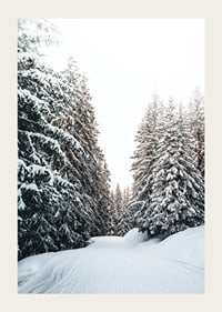 Fotografiskt vinterlandskap med snötäckt väg och granar-3