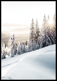 Snow-covered fir trees in backlight on a mountain slope in morning light-6