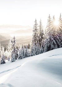 Snow-covered fir trees in backlight on a mountain slope in morning light-7