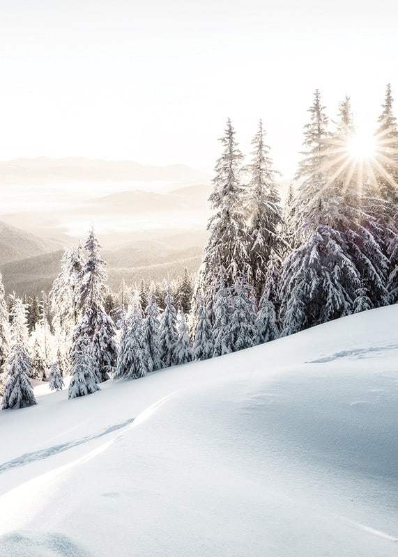 Snow-covered fir trees in backlight on a mountain slope in morning light-12