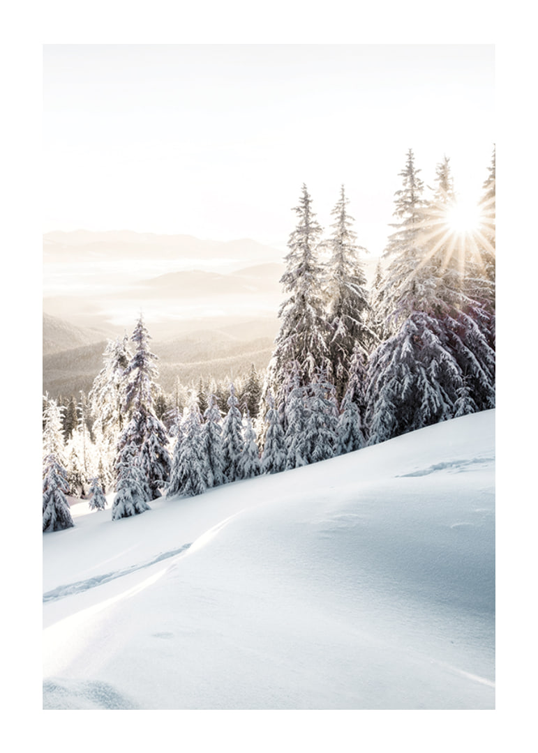 Snow-covered fir trees in backlight on a mountain slope in morning light-12