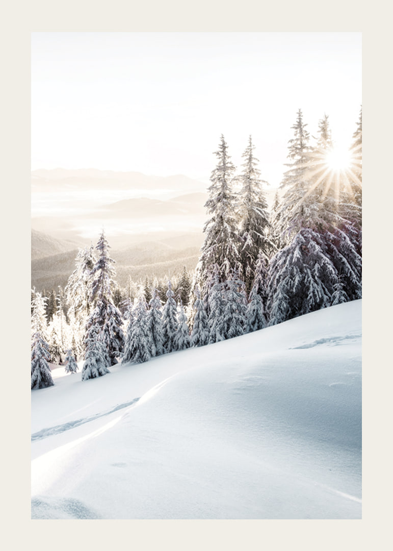 Snow-covered fir trees in backlight on a mountain slope in morning light-12