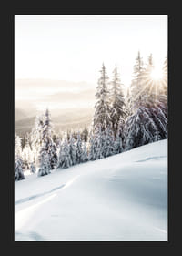 Snötäckta granar i motljus på bergssluttning i morgonljus-5