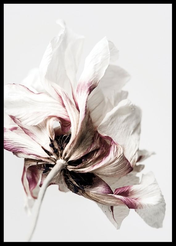 Anemone Flower-12