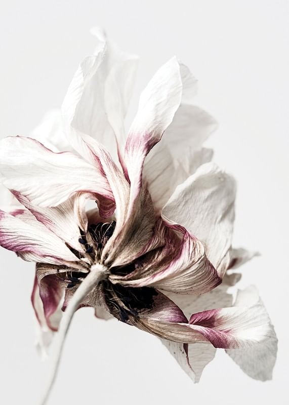 Anemone Flower-12