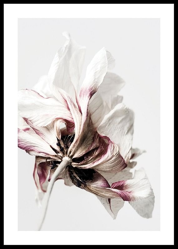 Anemone Flower-12