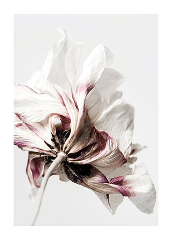 Poster Anemone Flower