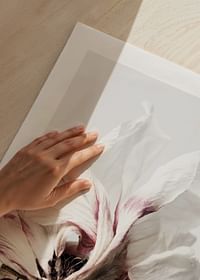Anemone Flower-5
