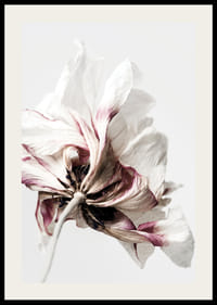 Close-up of white anemone with purple tones against light background-2