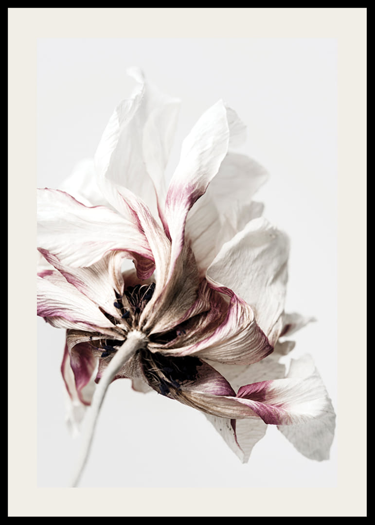 Close-up of white anemone with purple tones against light background-12