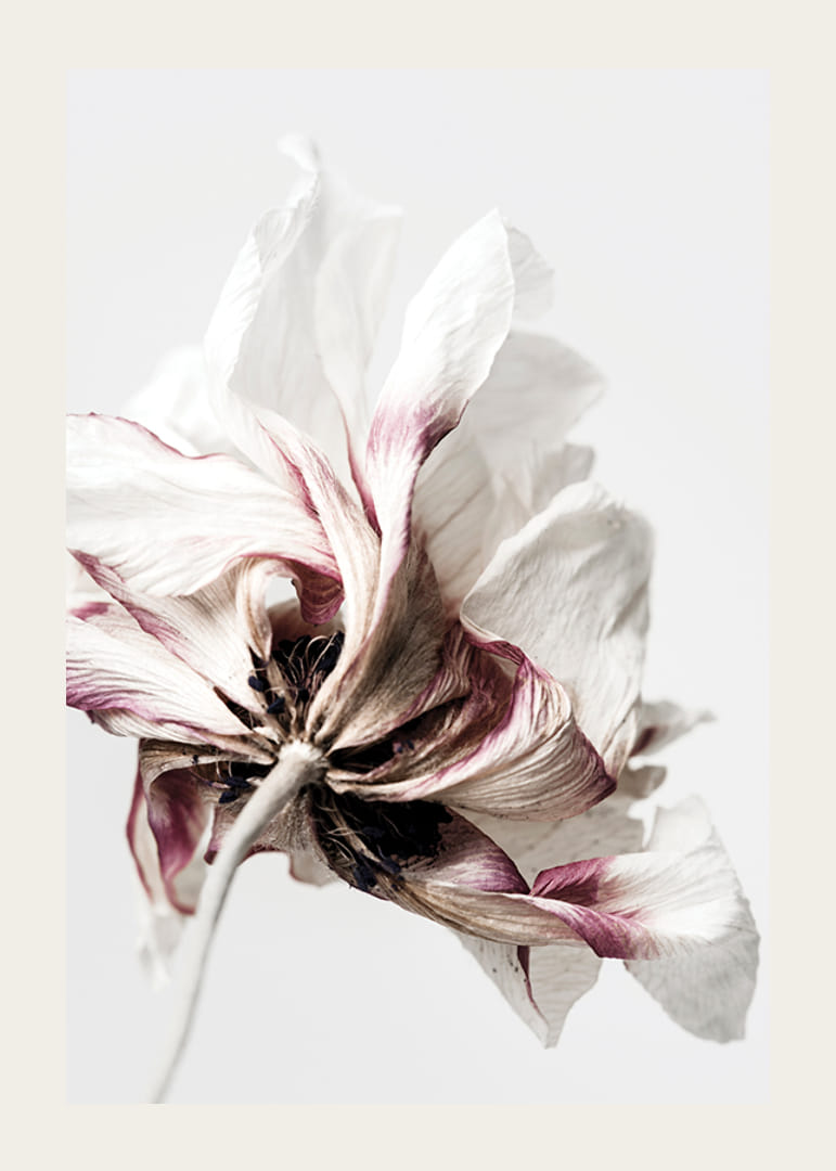 Close-up of white anemone with purple tones against light background-12