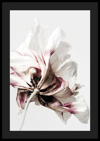 Close-up of white anemone with purple tones against light background-4