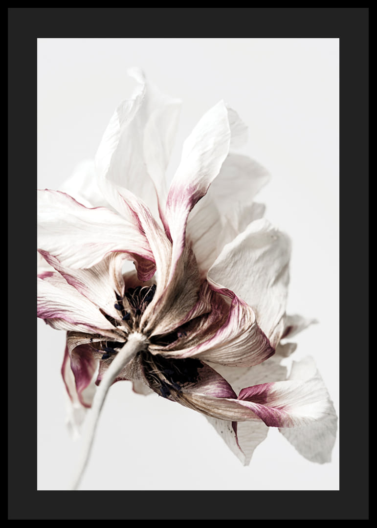 Close-up of white anemone with purple tones against light background-12