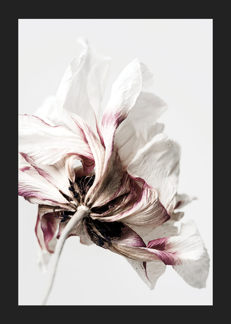 Close-up of white anemone with purple tones against light background-12