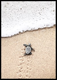 Photograph of small turtle on light sand at the seashore-6