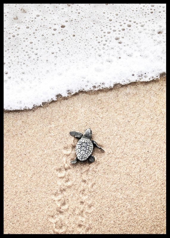 Photograph of small turtle on light sand at the seashore-12